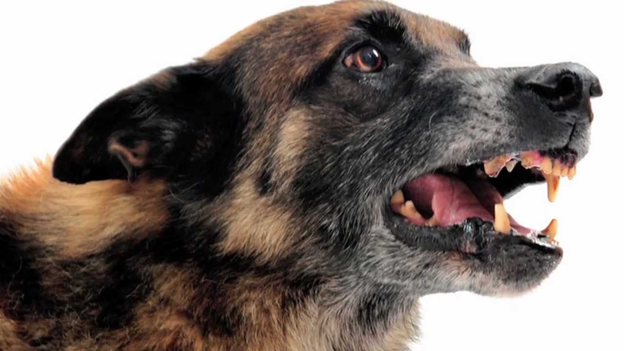 Animal Attack | Ohio Dog Bite Lawyers | Pet Owner Liability