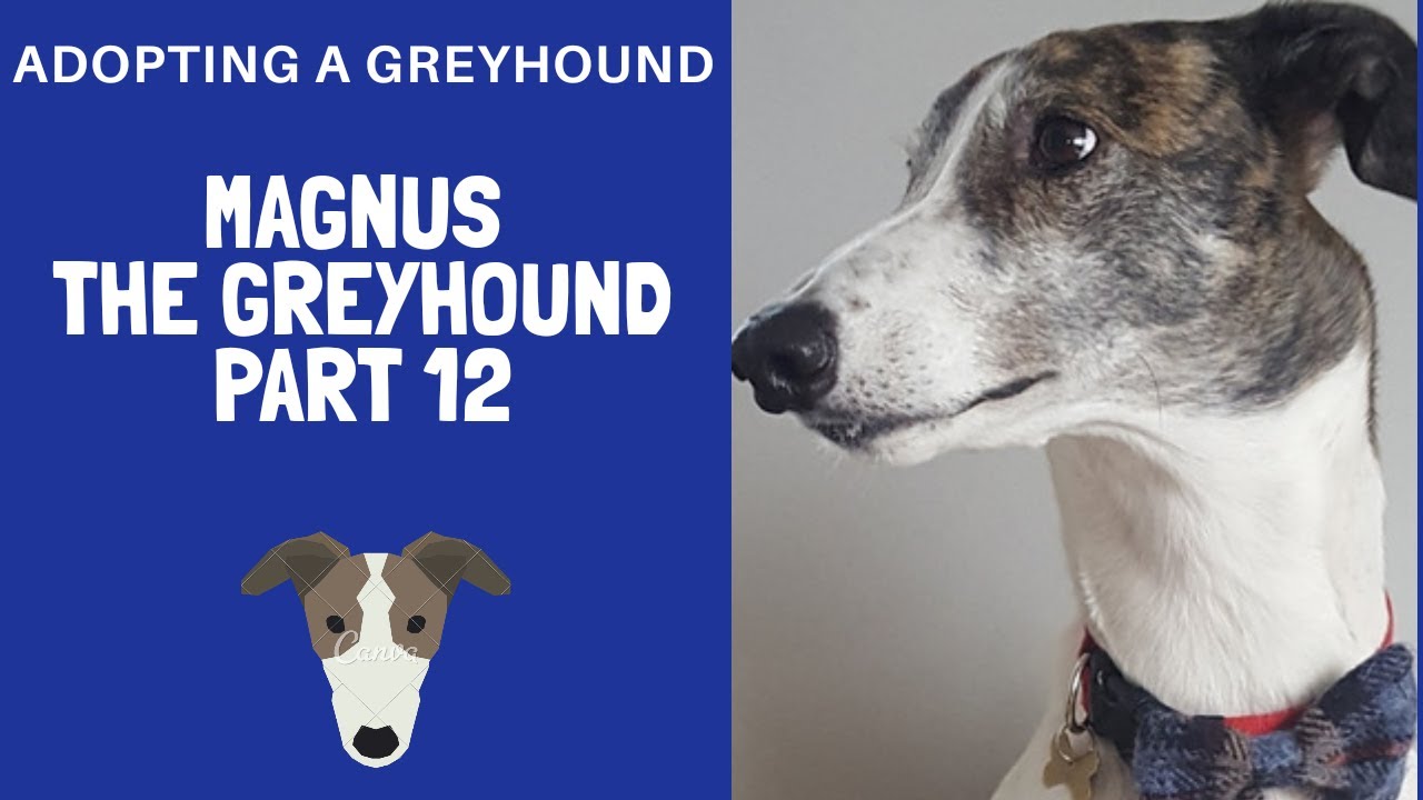 Adopting a Greyhound - Magnus Part 12