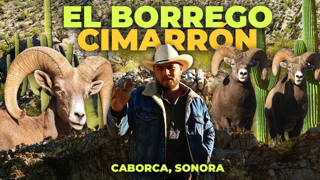 La crianza del BORREGO CIMARRÓN en Caborca, Sonora | Rancho la Candelaria