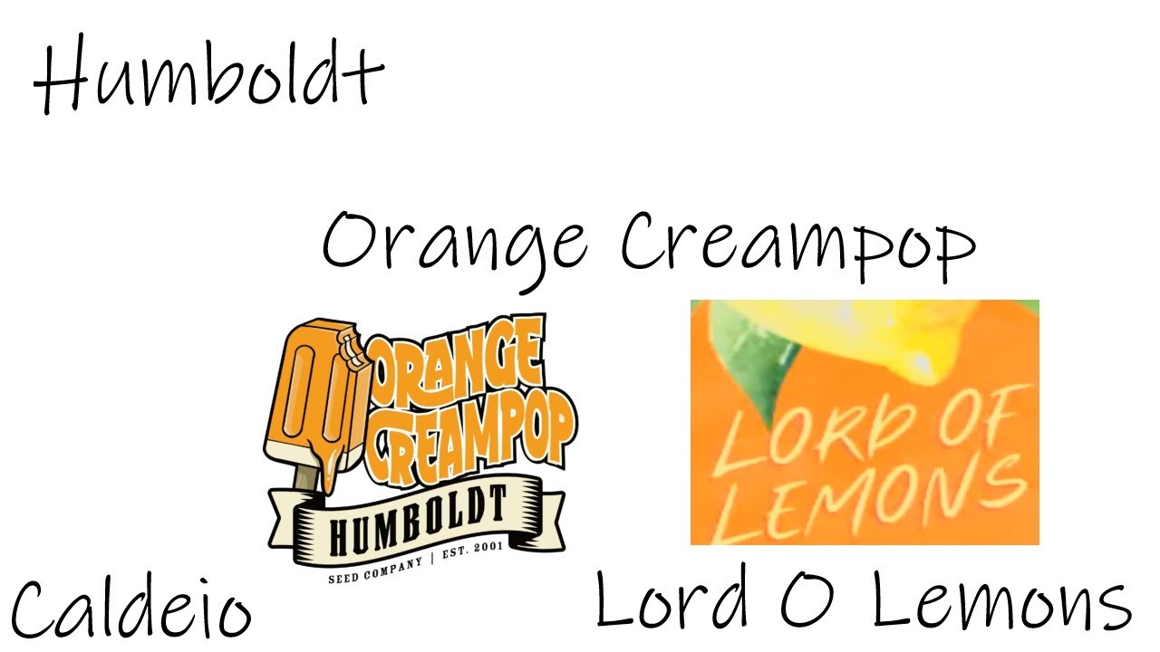Lord Of the Lemons Day 14 Humboldt Orange Creampop