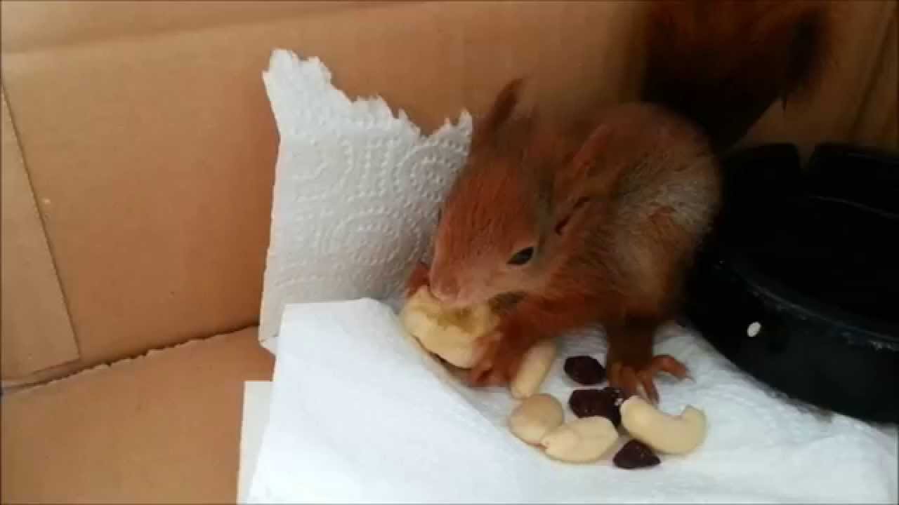 Baby Eichhörnchen mag Banane (Full HD)