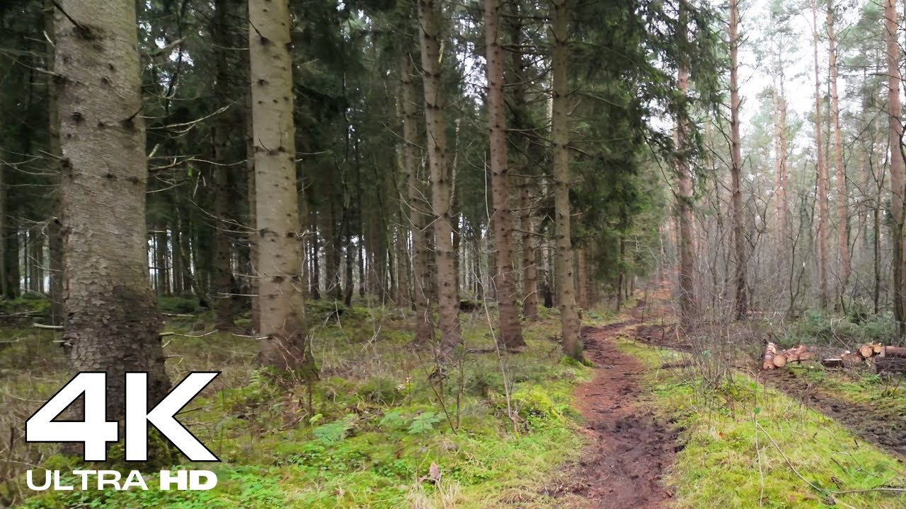 Entspannender Waldspaziergang 🌲 | Relaxing Forest Walk in Germany | Meditation & Nature Sounds