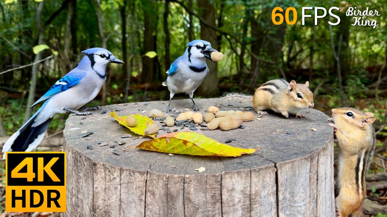 КОШКА ТВ 😺 Супер Милые белки и птицы 🐿 8 часов 4K HDR 60FPS