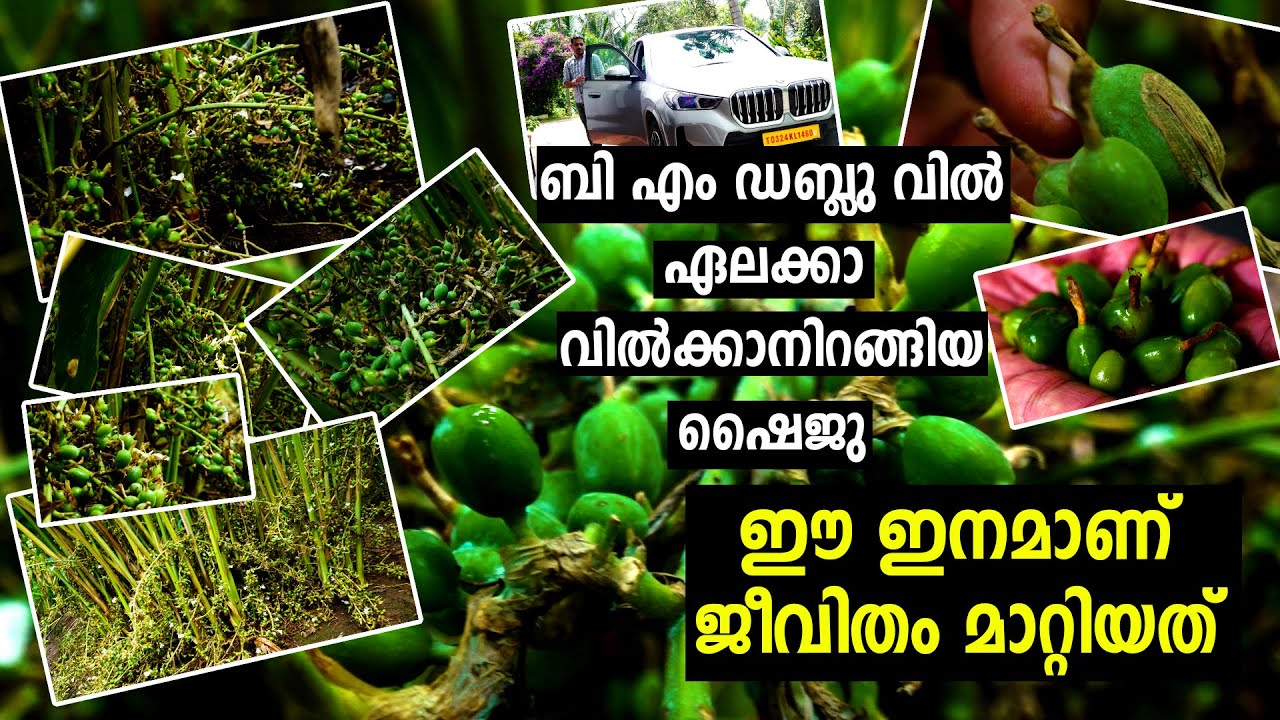 ഇന്നുള്ളതിൽവച്ച് ഏറ്റവും മുന്തിയ ഇനം ഏലം കൃഷിചെയ്യുന്ന ഷൈജു I Cardamom Cultivation I Cardamom I