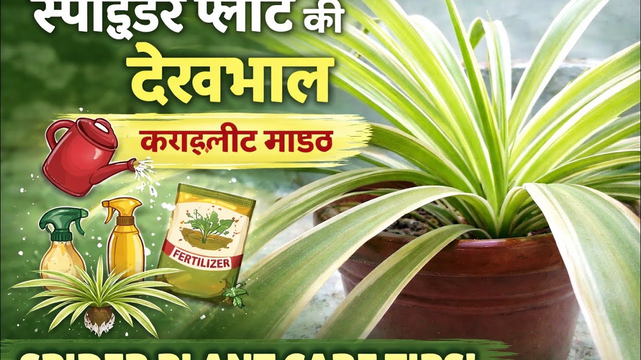 Spider plant की देखभाल कौन सी खाद डालें कितना पानीदे संपूर्णजानकारी 🌿