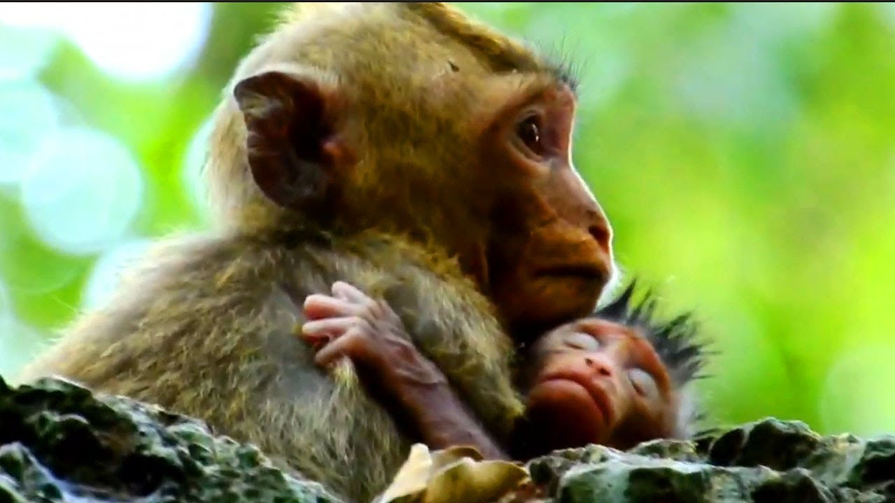 Little kidnapper catching newborn baby monkey Calvin from mom