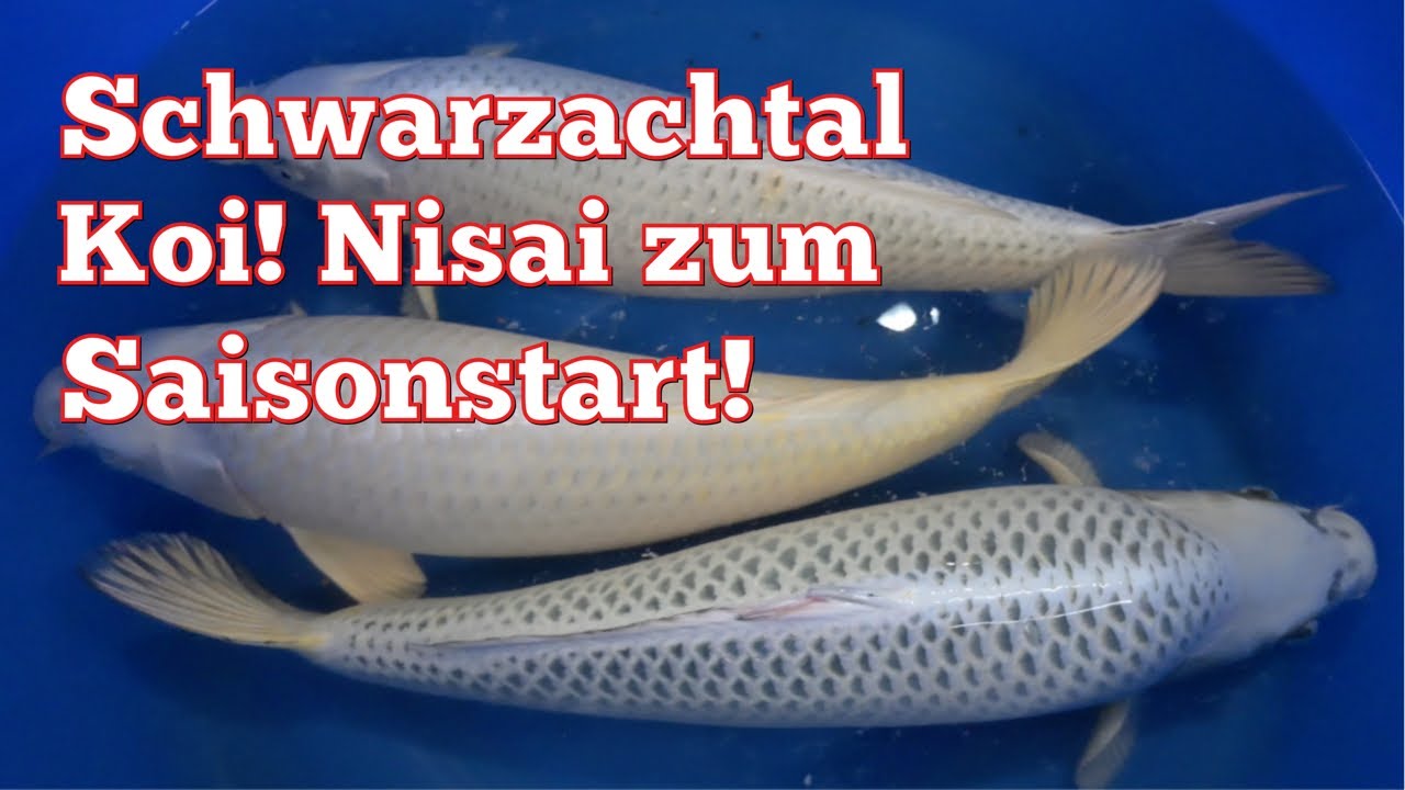 Eine Auswahl an Schwarzachtal Koi Nisai zum Saisonstart 2025!