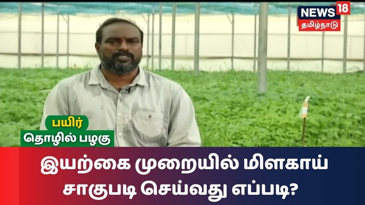 Payir Thozhil Pazhagu | இயற்கை முறையில் மிளகாய் சாகுபடி செய்வது எப்படி? | Chilli Cultivation