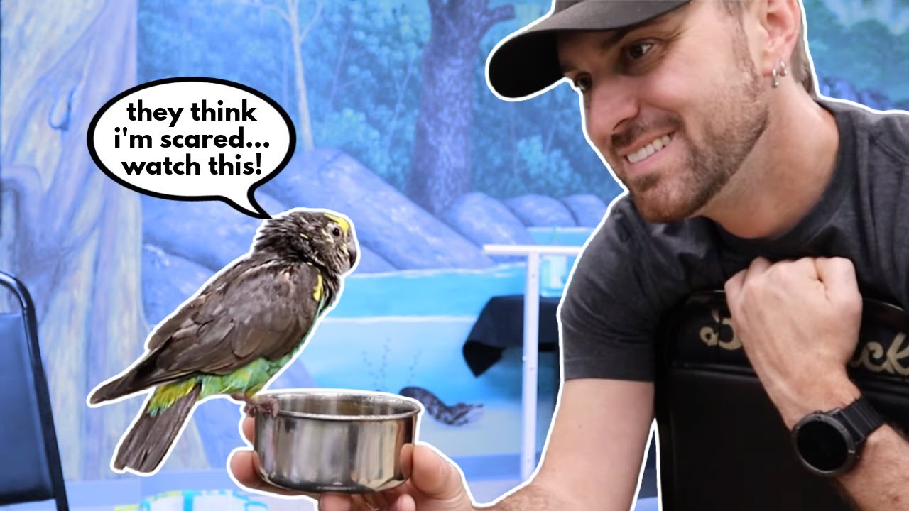 How I Got a 20 yr old Rescue Meyer's Parrot to Bathe (FIRST TIME!)