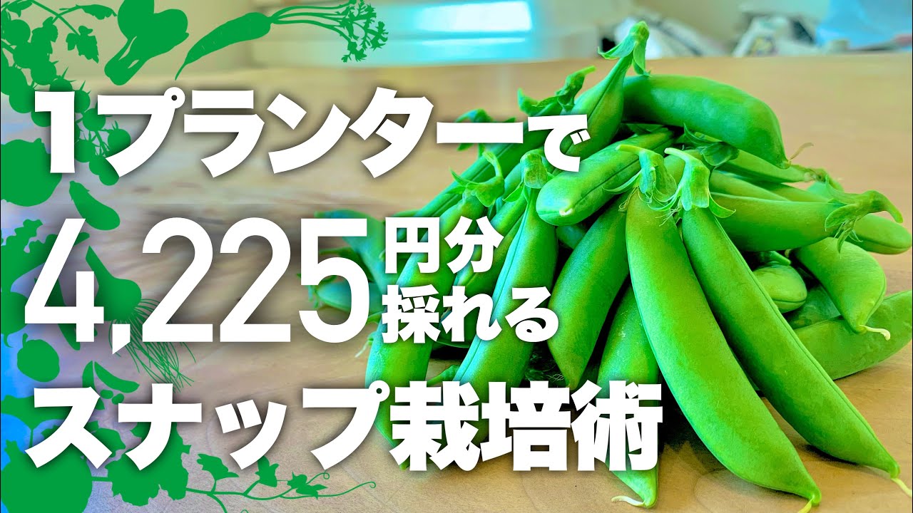 【この冬絶対コレ！】家計を助けるスナップエンドウ栽培完全ガイド|スナップエンドウの育て方