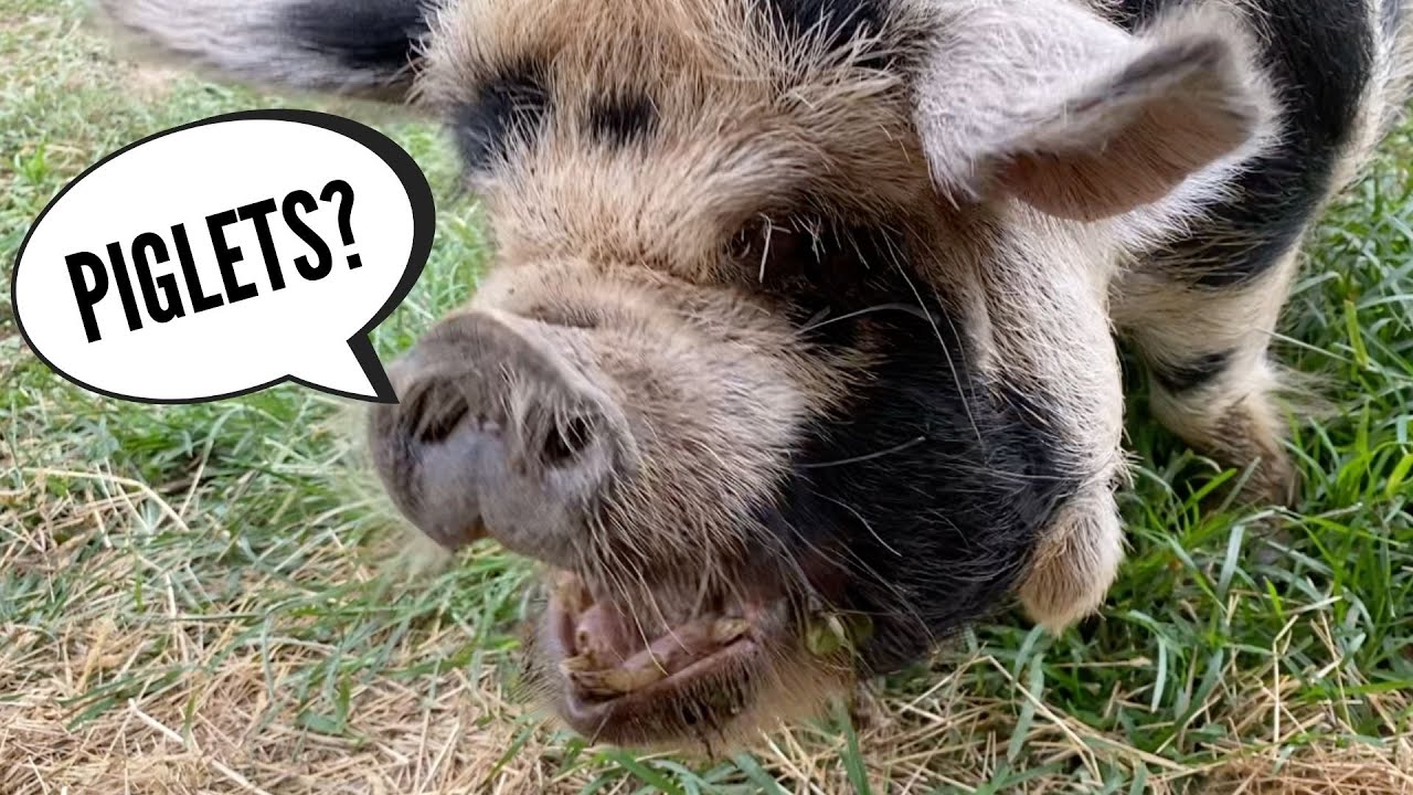 Pregnant KUNEKUNE Pigs!!