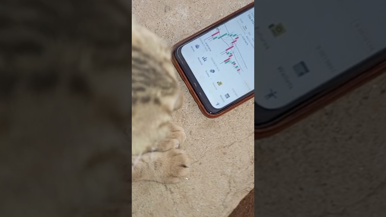 cat fear by crypto loss 
