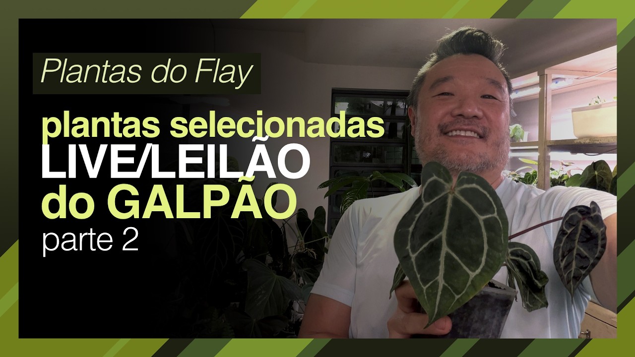 ANTHURIUMS SELECIONADOS - LIVE DO GALPÃO VIDAS EM SOLO - Parte 2