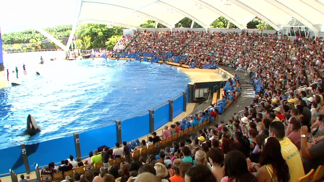 Orcas - Loro Parque