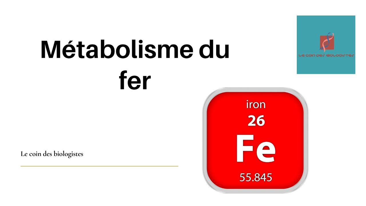 Métabolisme du fer