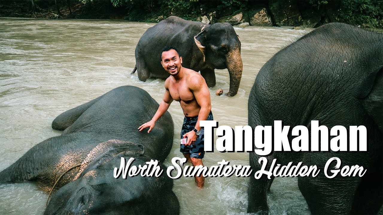 Travelling Blog | Tangkahan, The Hidden Gem North Sumatera