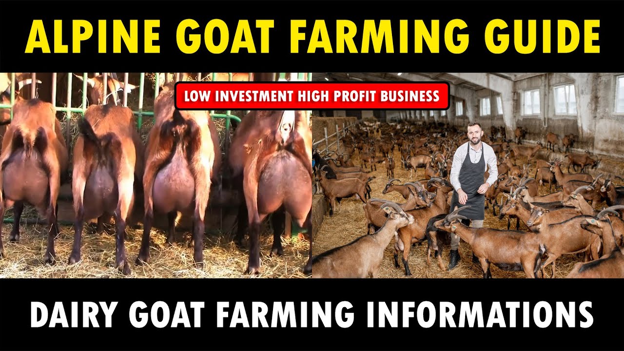 Alpine Goat Farming - Low investment high Profit business idea | Dairy Goat Number