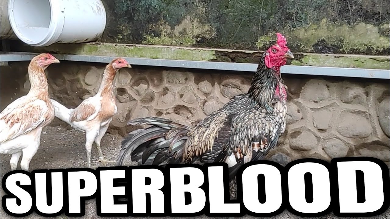 Breeding Bloodline² Mewah, Akankan Menghasilkan Anakan² Yang Mewah Juga