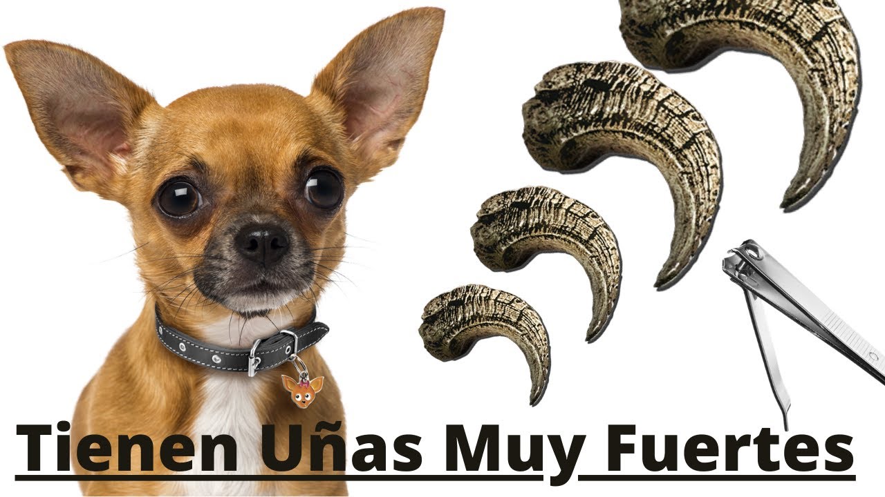 Corte De Uñas Perro Chihuahua Cabeza De Venado O Manzana