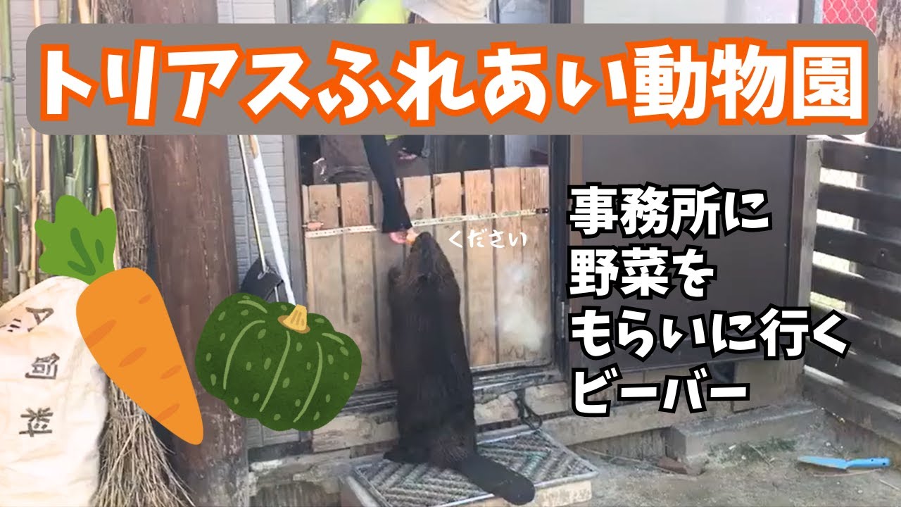 【トリアスふれあい動物園 】事務所に食べ物をもらいに行くビーバー #動物園 #ビーバー #癒し #beaver