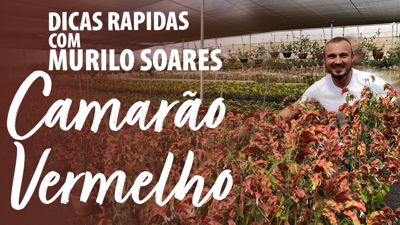 DICAS Rápidas com MURILO SOARES - CAMARÃO VERMELHO