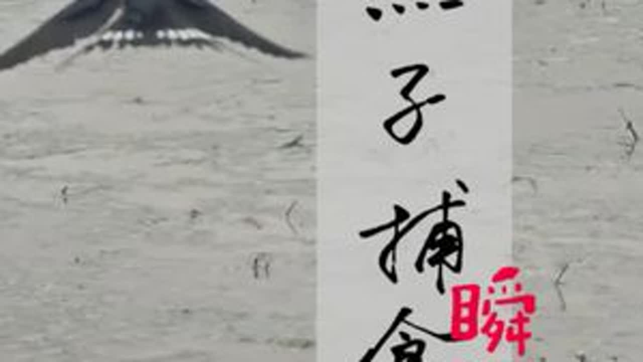 240帧拍下燕子空对地捕食画面#燕子 #农耕生活 #慢动作 #捕食瞬间