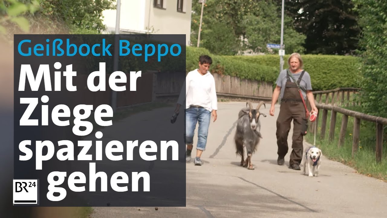 Tierischer Hingucker: Gassi mit dem Gei&szlig;bock | Abendschau | BR24