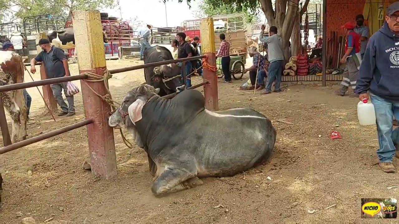 ESTA RAZA DE TOROS ESTA INCREIBLE-PLAZAS GANADERAS DE OAXACA.
