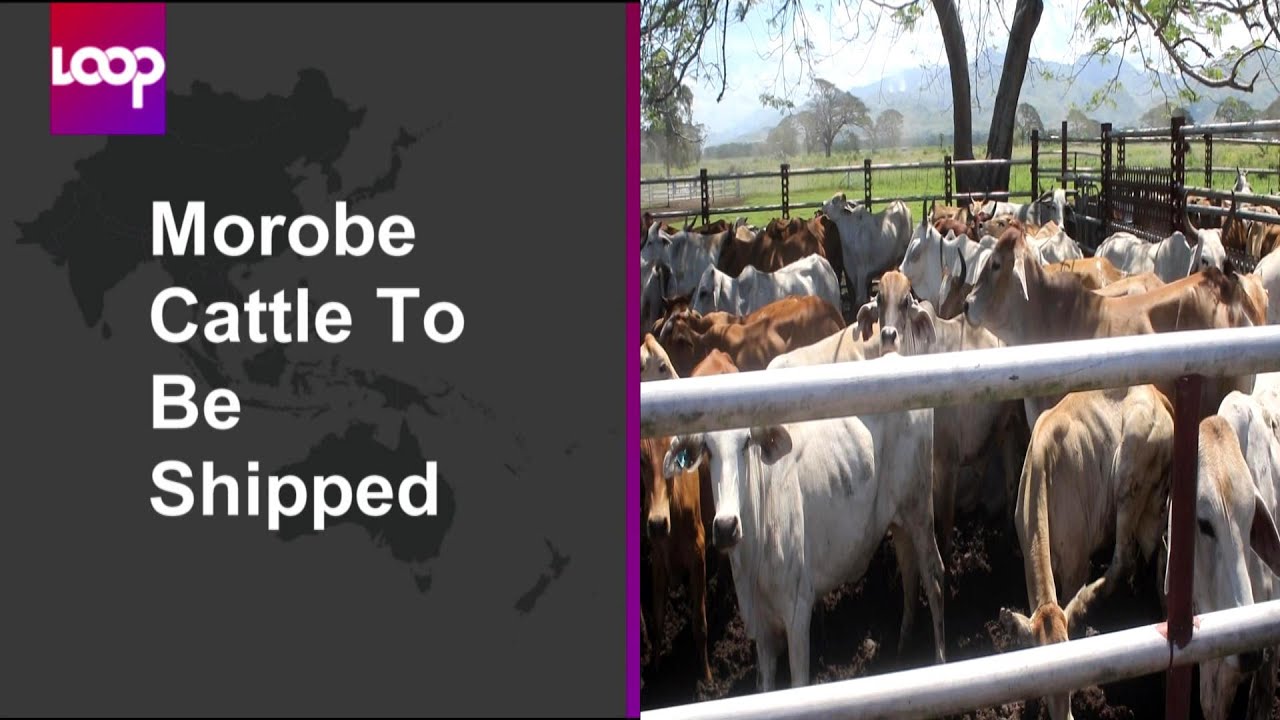 Morobe Cattle To Be Shipped