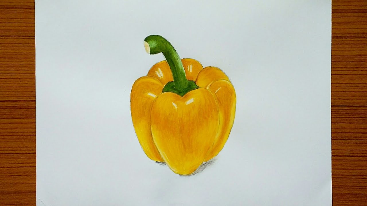 Realistic colour sketch of a bell pepper | Alive Arts