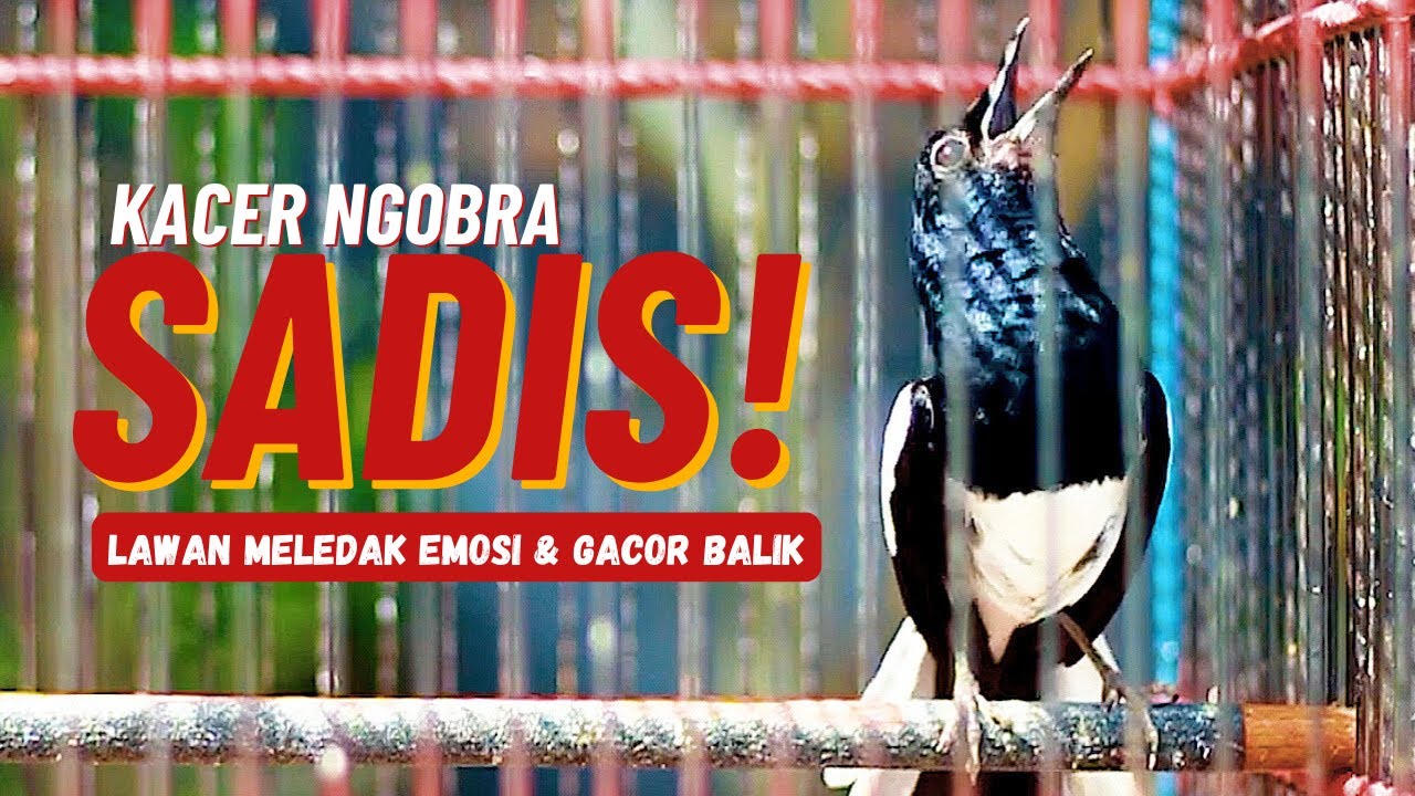 Kacer Ngobra Sadis, Lawan Meledak Emosi & Gacor Balik