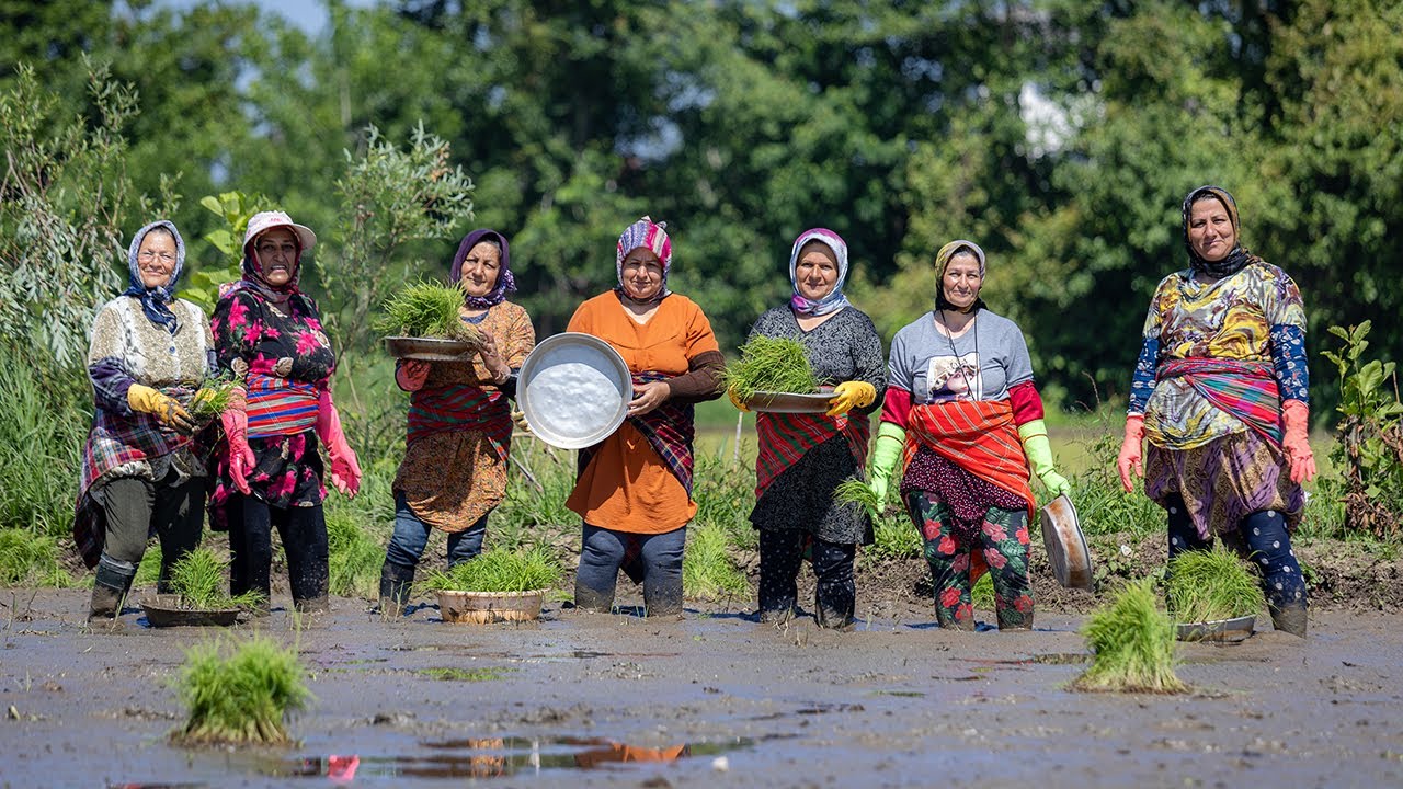 &ldquo;A Day in Gilan&rsquo;s Rice Fields | Traditional Farming Life in Iran&rdquo;