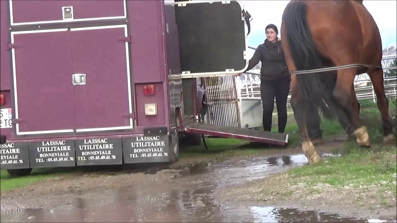 Exemple d'embarquement cheval difficile (1/4)