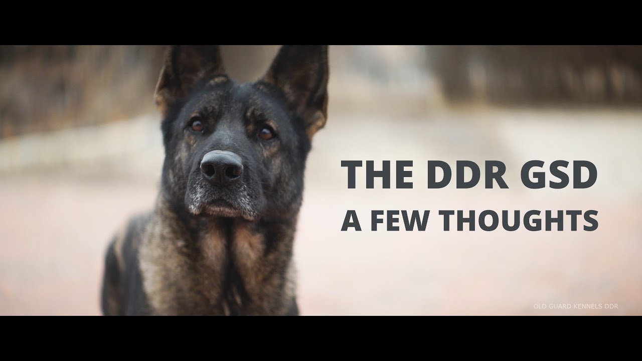 Discovering the Extraordinary DDR German Shepherd Dog