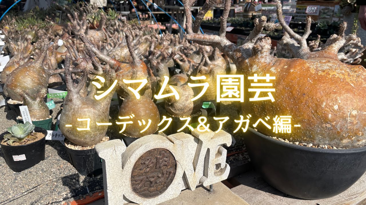【埼玉県越谷】こりゃ沼る！あの高級アガベも塊根植物も思わず買いたくなる売り場がココです｜コーデックス&アガベ編｜シマムラ園芸 vol1.1