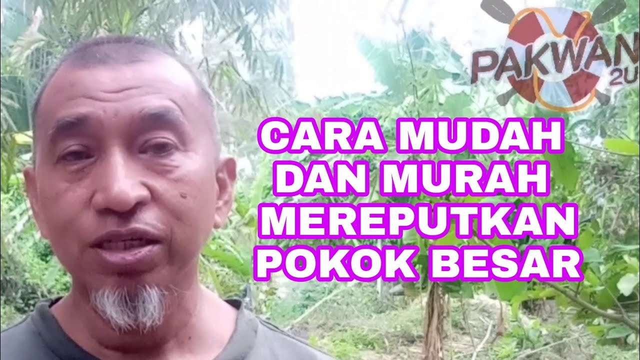 Cara mudah dan murah mereputkan pokok besar