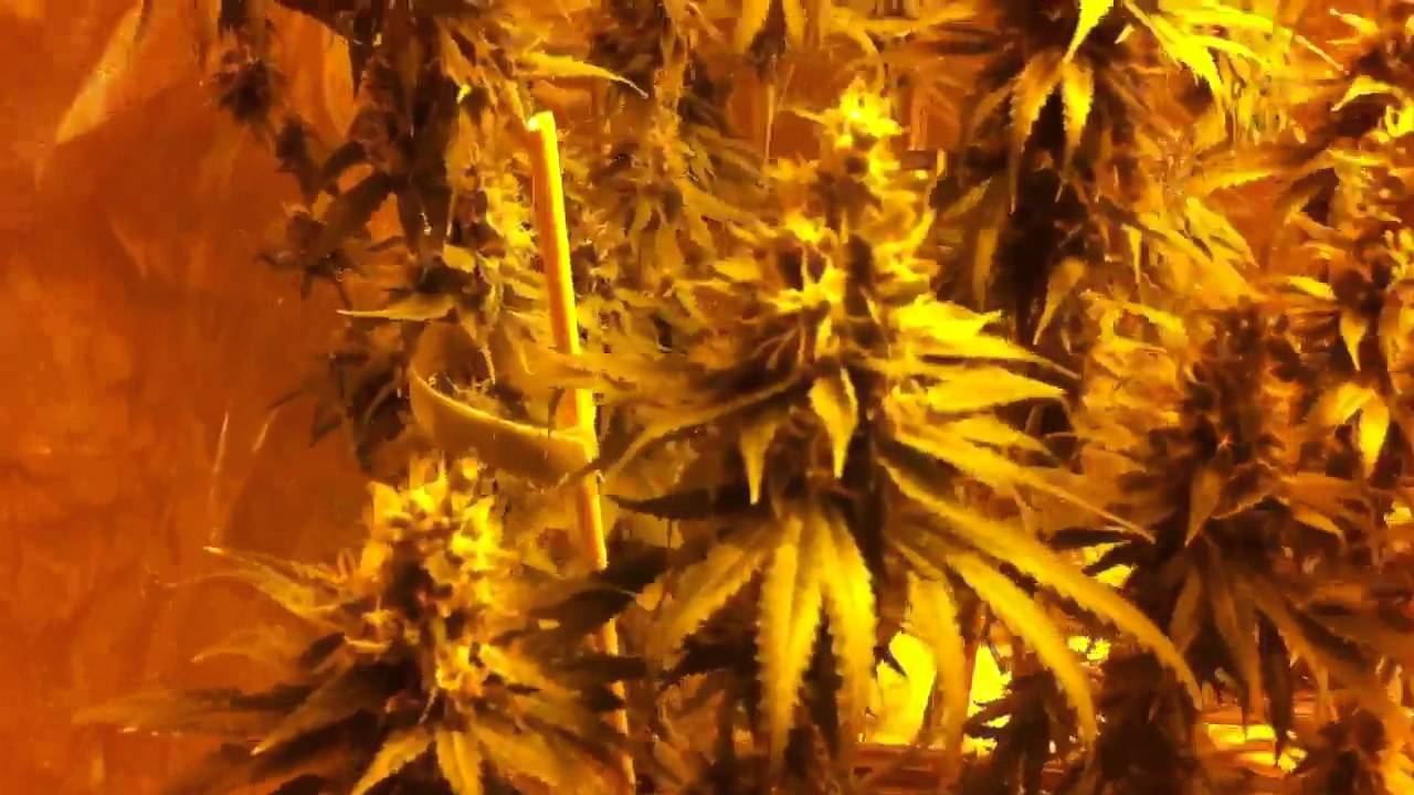 After 7 weeks of Flowering