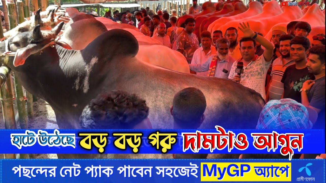 কোরবানির বিশাল বিশাল গরু এসেছে হযরতপুর হাটে দামটাও আগুন! qurbani cow price 2025
