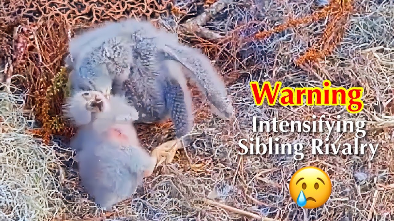 #44🦅🐥13°🐥8°／Winter Park Eagle Nest 2026／Against All Odds:One-Eyed Mom Eagle／by Winter Park Eagle Cam