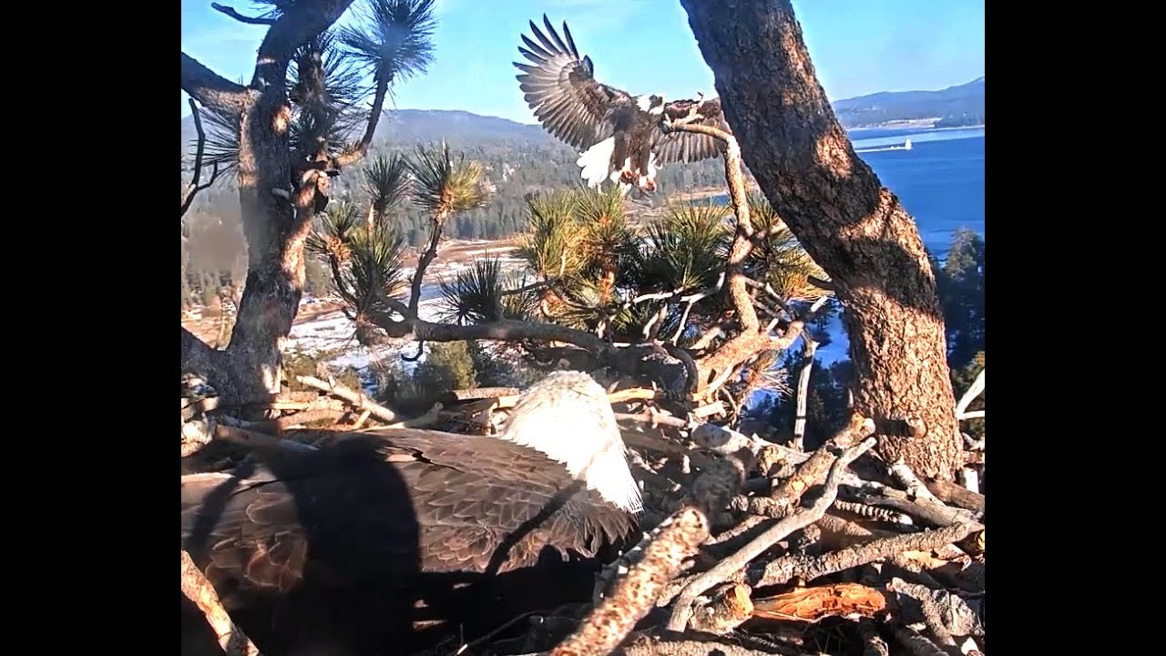 1-16-2020 Shadow Flies By, Lands With A Coot! Big Bear Eagles