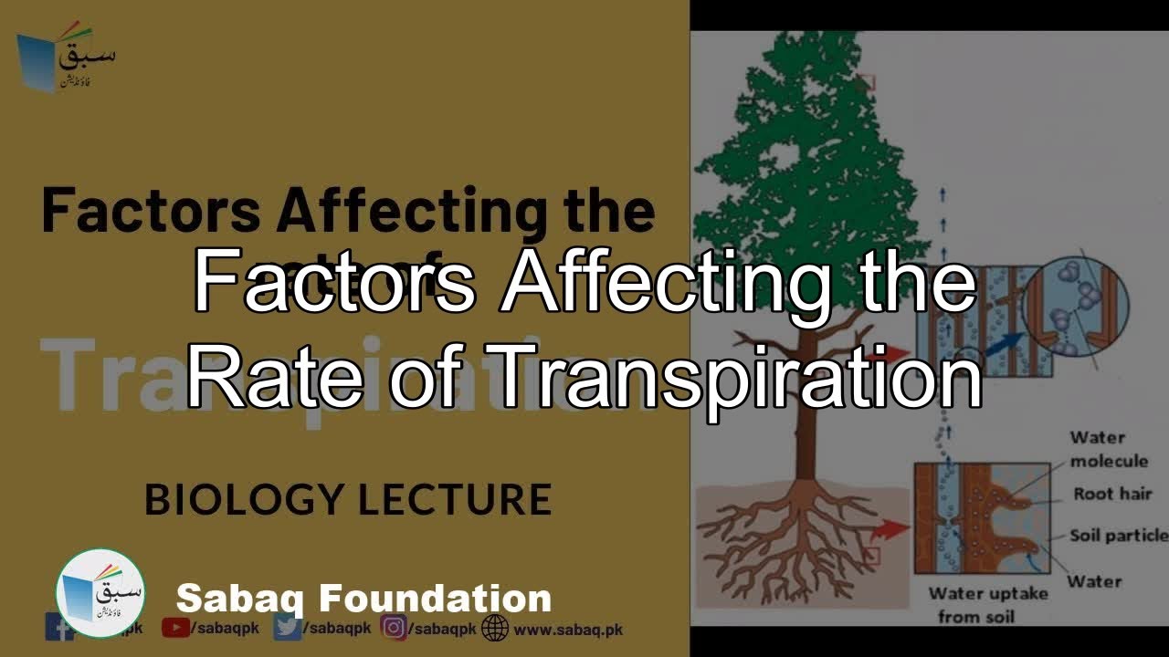 Factors Affecting the Rate of Transpiration, Biology Lecture | Sabaq.pk