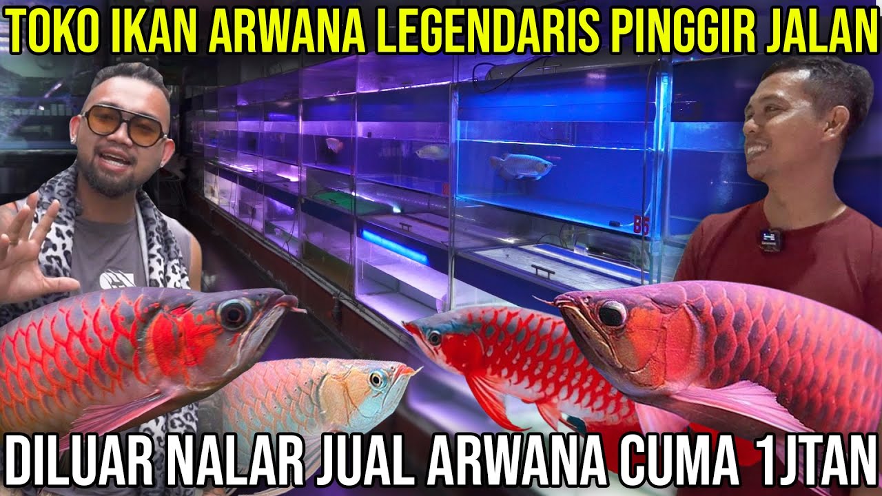 TOKO IKAN ARWANA LEGENDARIS PINGGIR JALAN DILUAR NALAR JUAL ARWANA CUMA 1JTAN | AROZONE