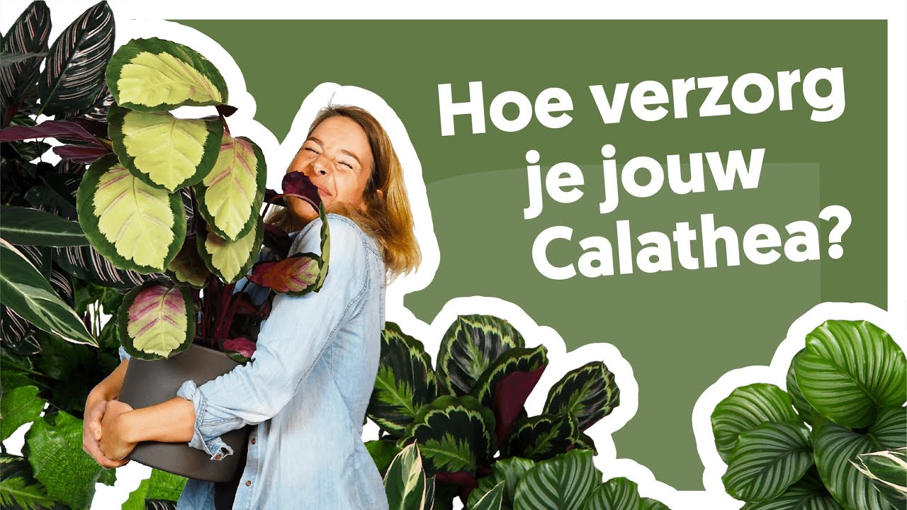 De allerbeste Calathea verzorgingstips!🌿 | De Stamgasten