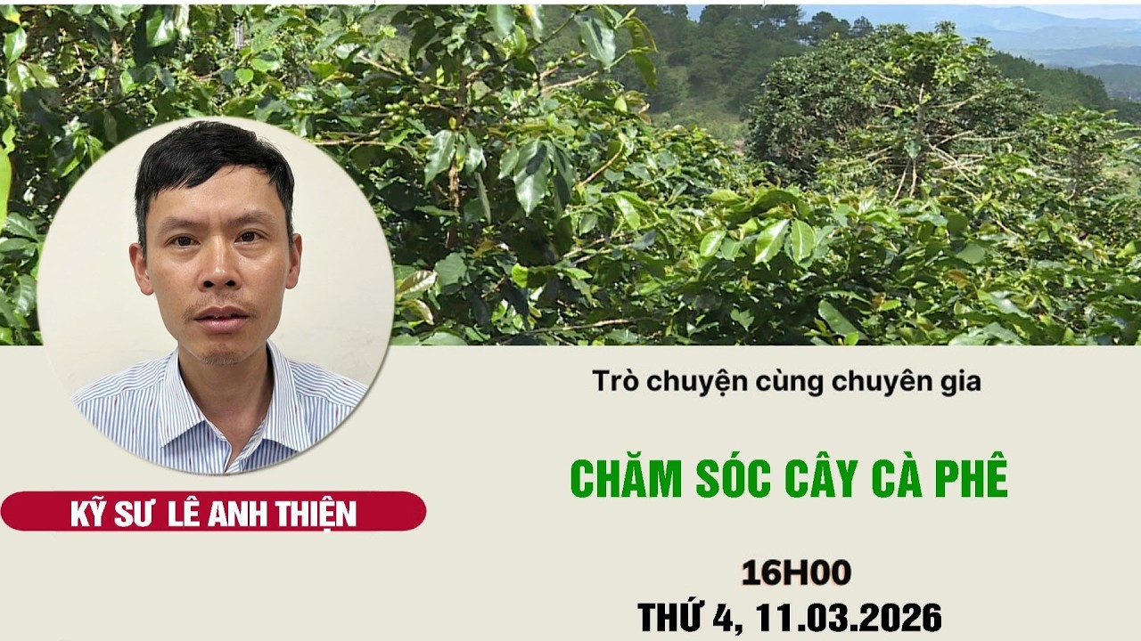 Chăm sóc cây cà phê | Chuyện nhà nông | Livestream 11/03/2026