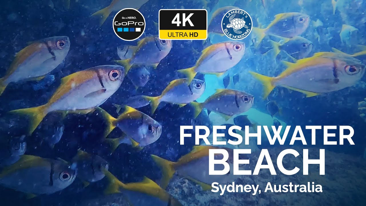 4K Freshwater Beach Winter Dive - Diving Australia