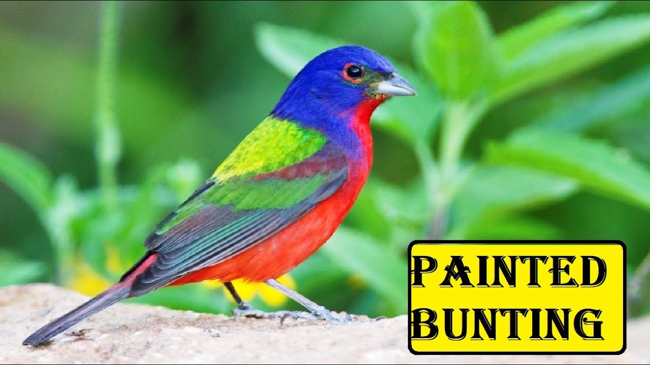 Painted Bunting | birds histrology