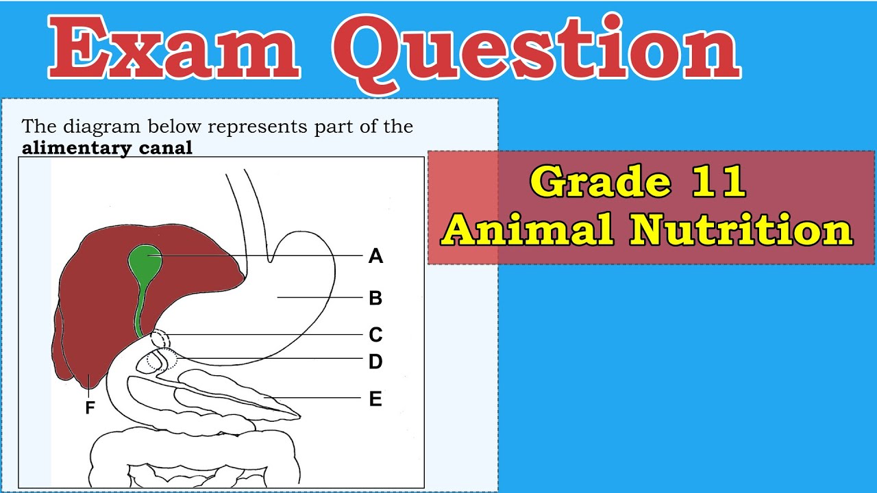 Grade 11 | Exam Question | Animal nutrition, Functions of liver
