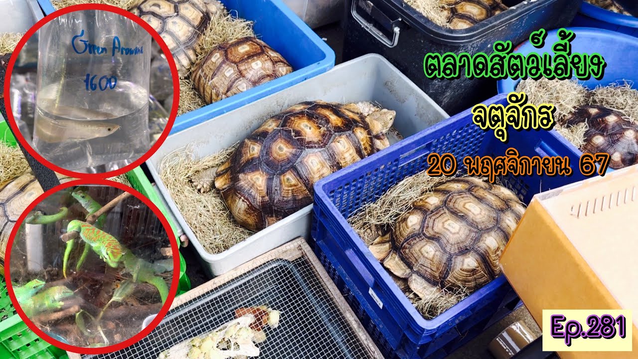 Zing’s Day l ตะลุยสัตว์เลี้ยงจตุจักร 20 พฤศจิกายน 67 (Ep.281)