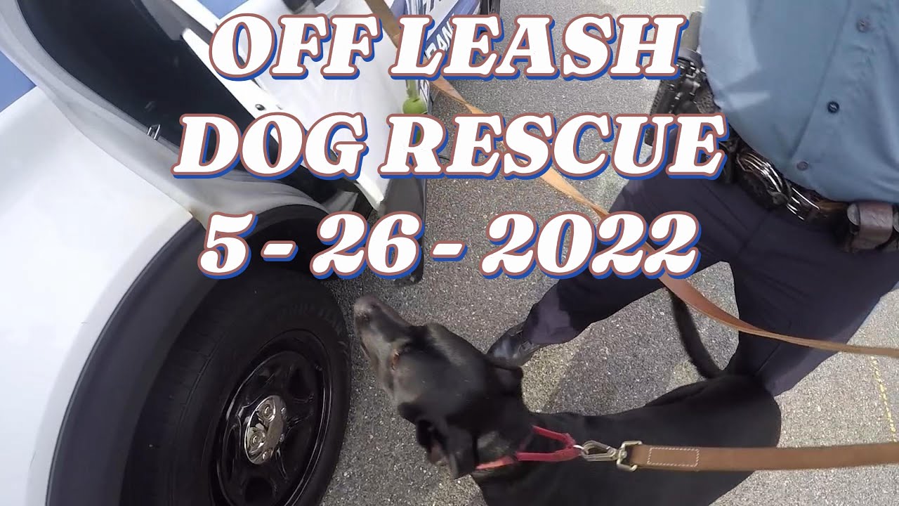 OFF LEASH DOG RESCUE