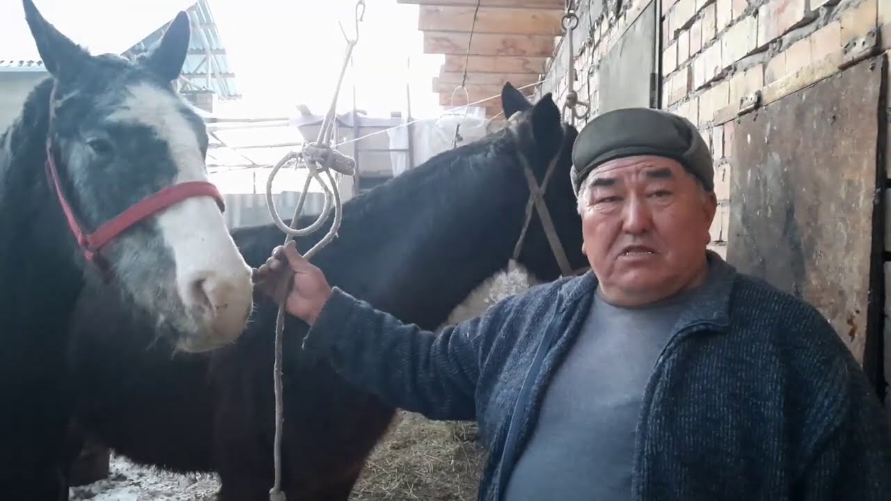 ТАЙ тандаганды реальный көрүңүздөр ~ АКИМ аксакалдын алган тайлары